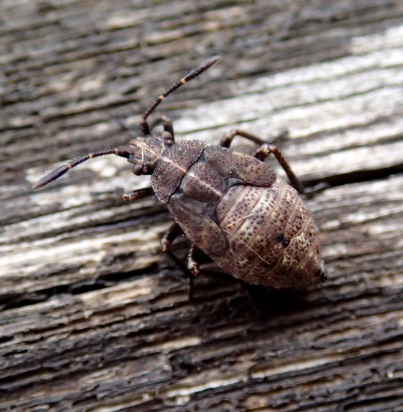 Rhopalidae: Stictopleurus cf. punctatonervosus (ninfa)